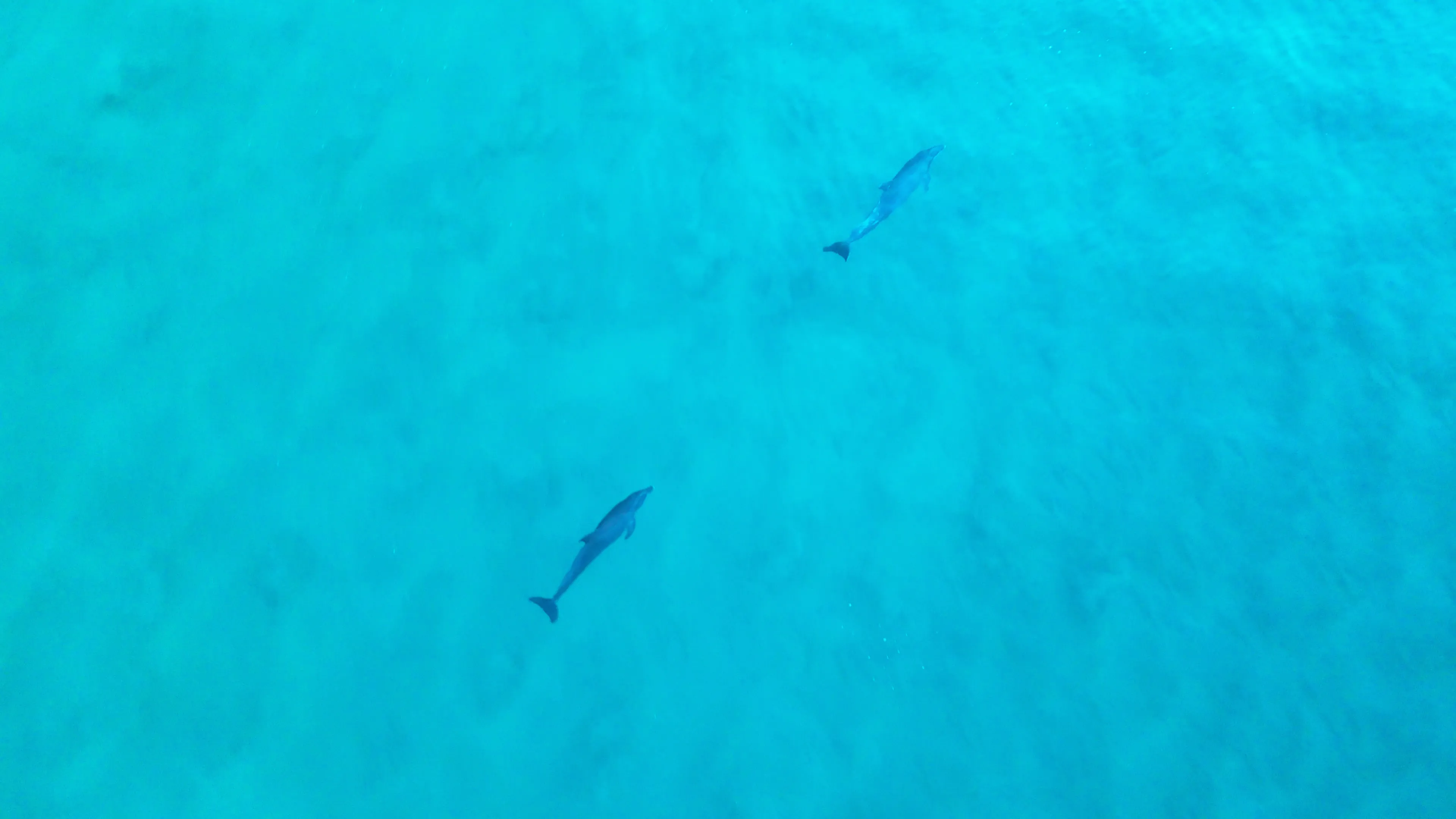 Deep-sea fishing excursion from Zihuatanejo bay