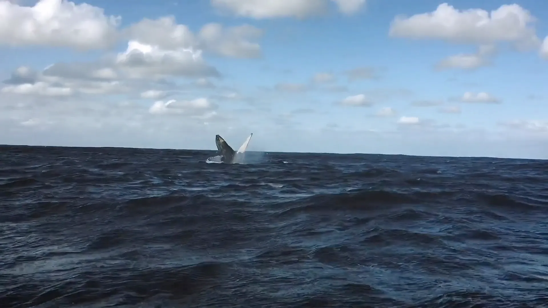 Whale watching off the coast of Zihuatanejo